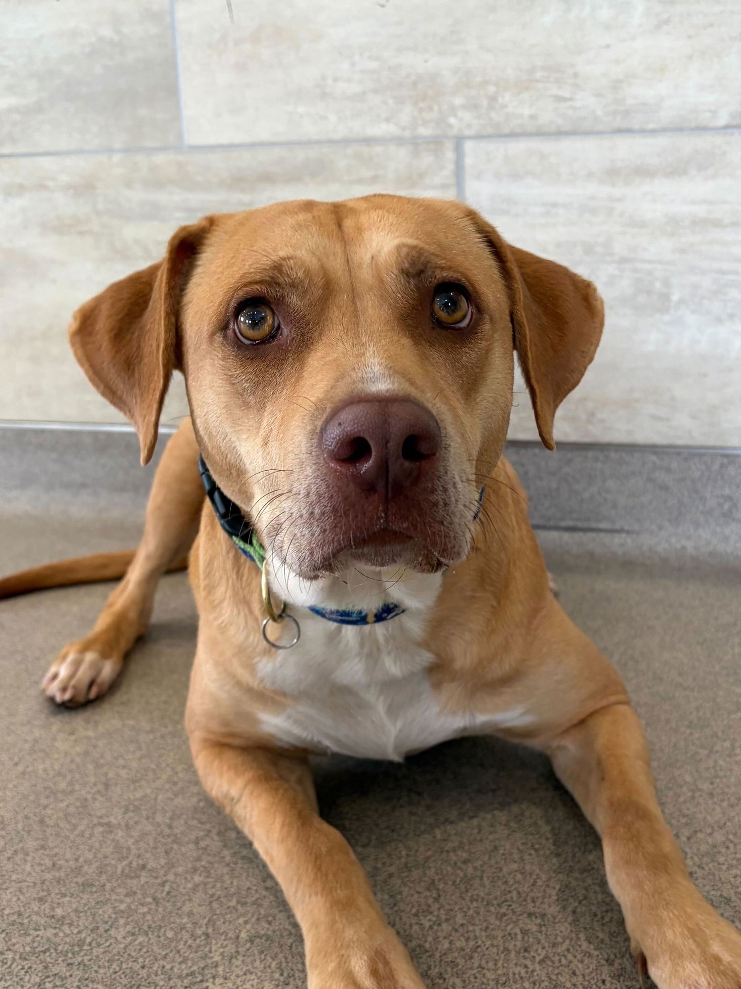 CAPRI SUN - ADOPTION FEE PAID! - Labrador Retriever available for adoption