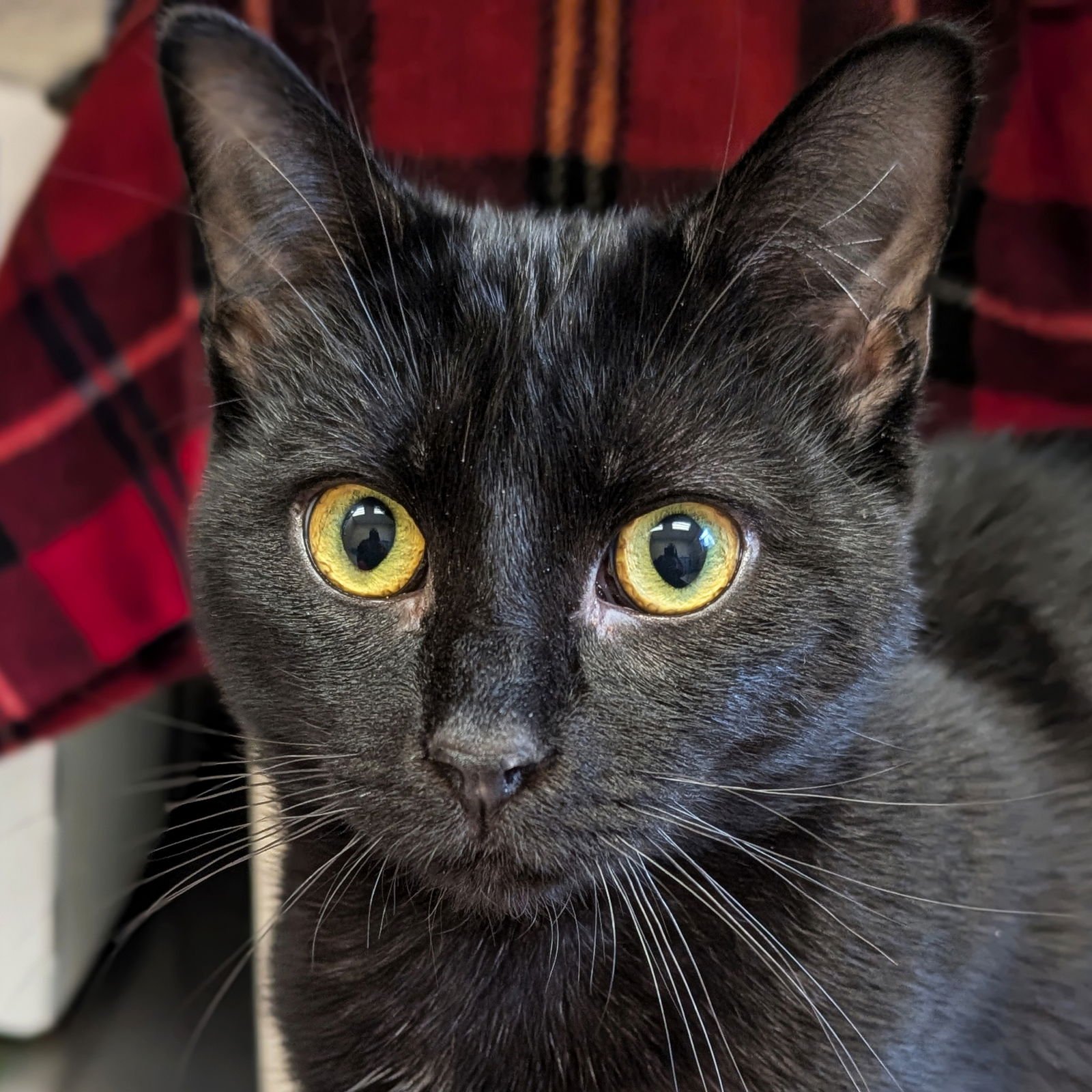 EXPO - NAME YOUR OWN ADOPTION FEE! - Domestic Short Hair available for adoption