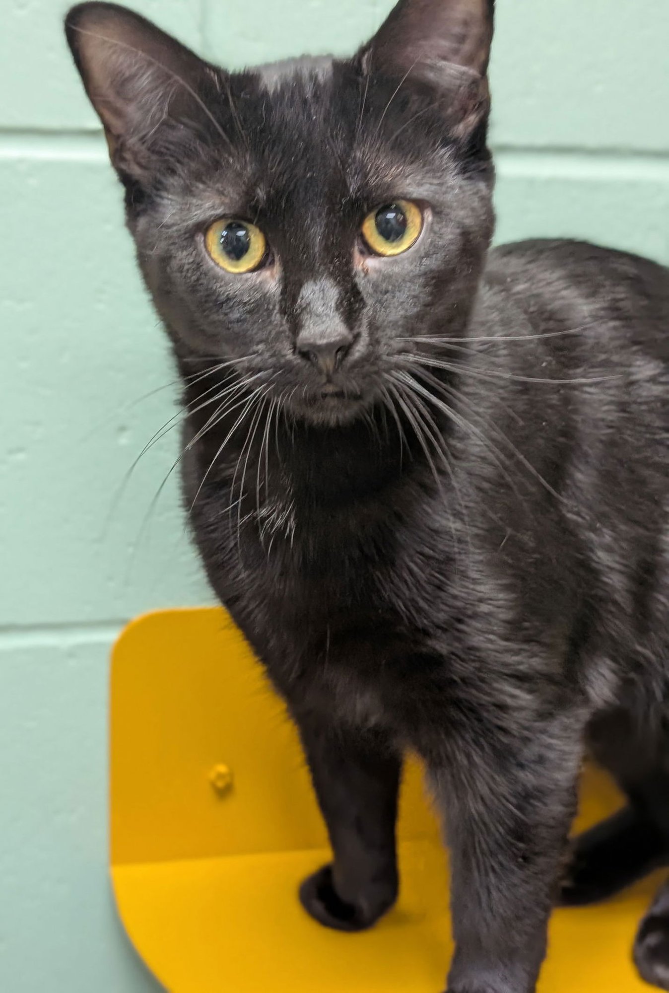 EXPO - NAME YOUR OWN ADOPTION FEE! - Domestic Short Hair available for adoption