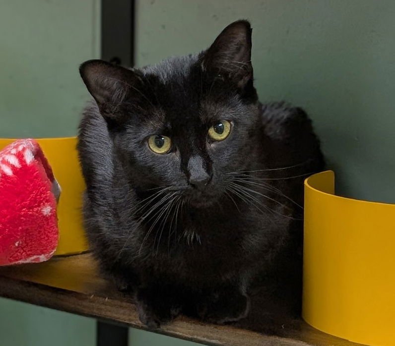 Expo - Name Your Own Adoption Fee! - Photo 3