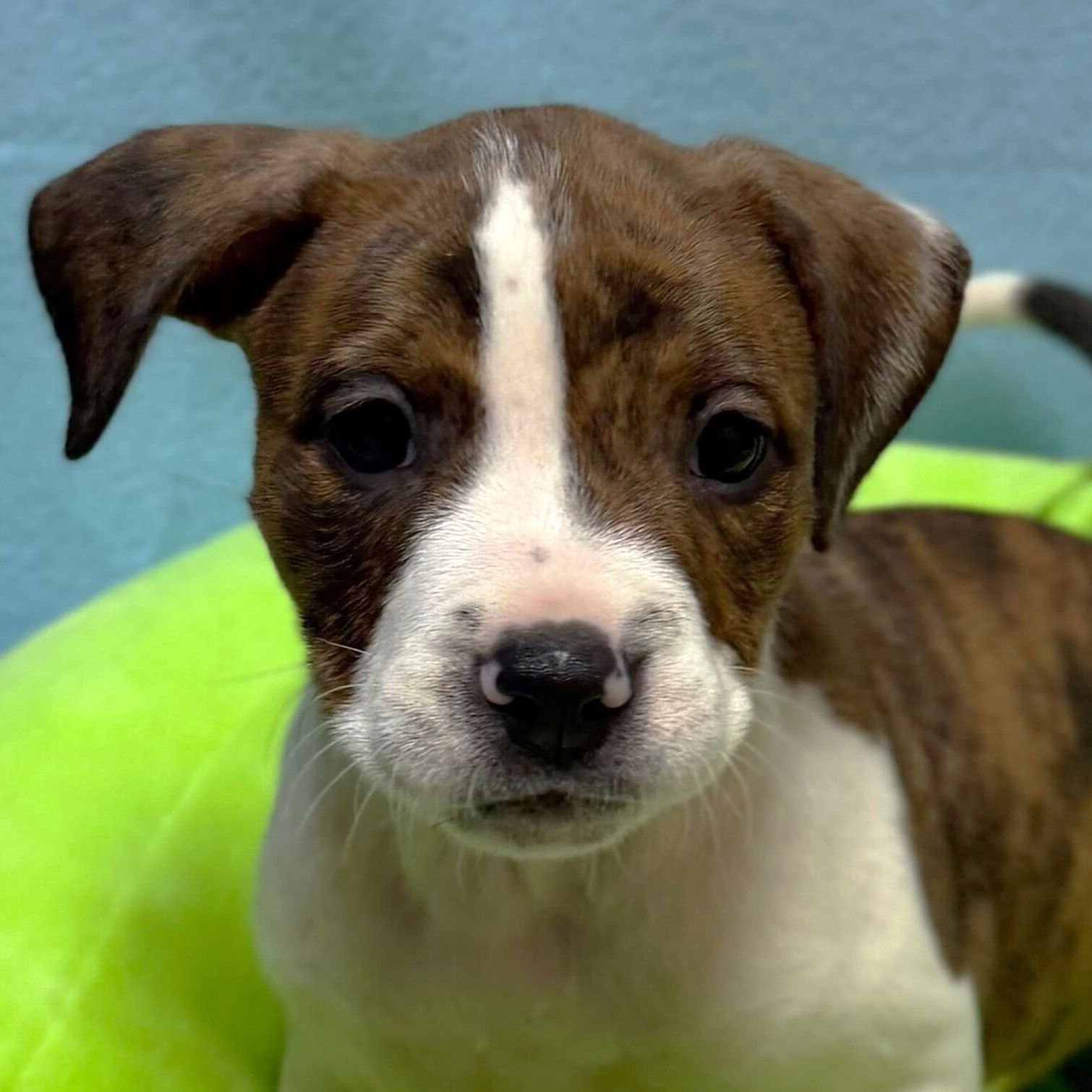 CYNTHIA ROSE - IN FOSTER! - Terrier available for adoption