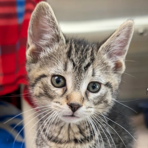 THESEUS - Domestic Short Hair available for adoption