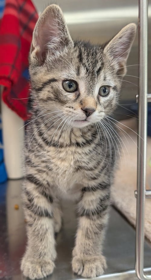 THESEUS - Domestic Short Hair available for adoption