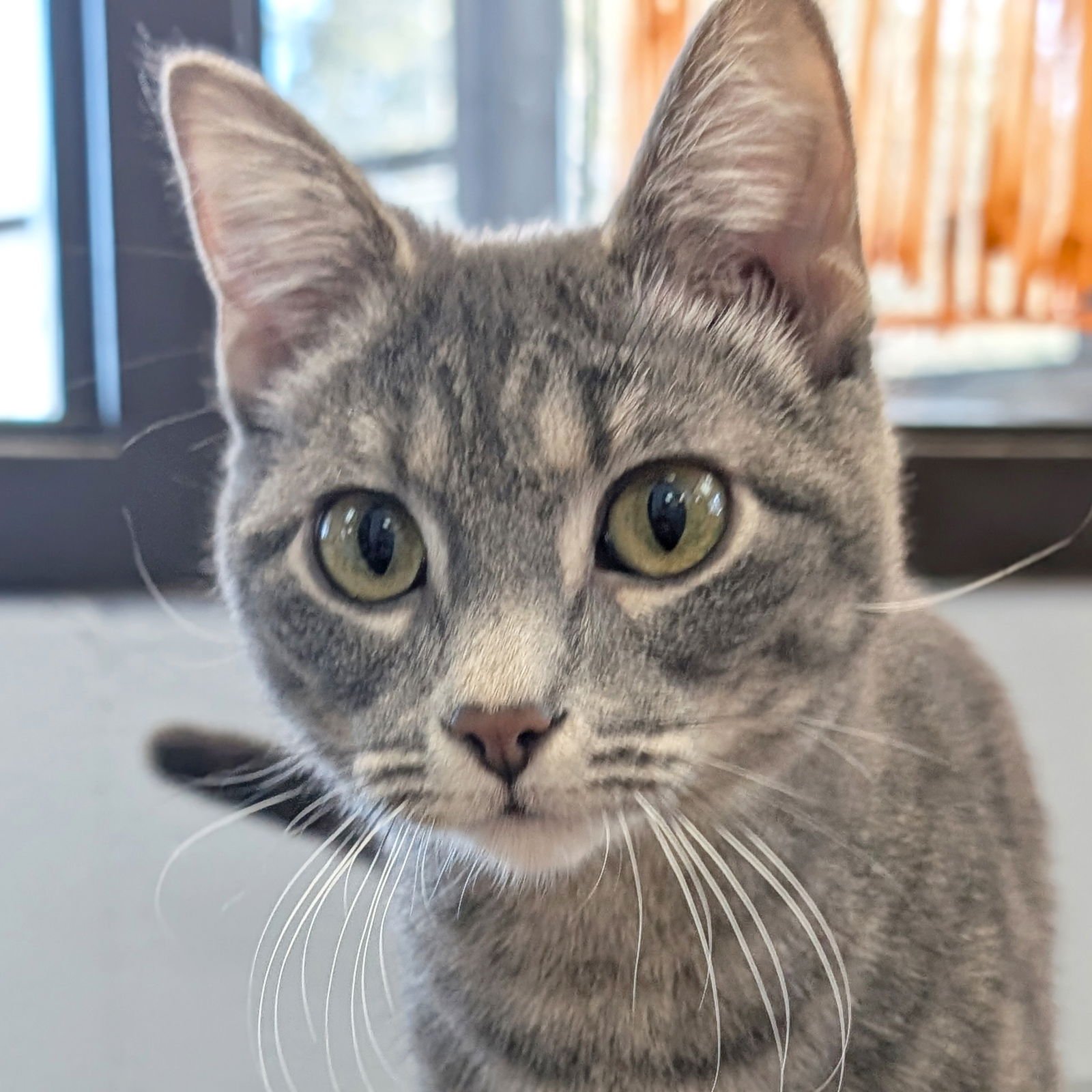 BEBE - Domestic Short Hair available for adoption