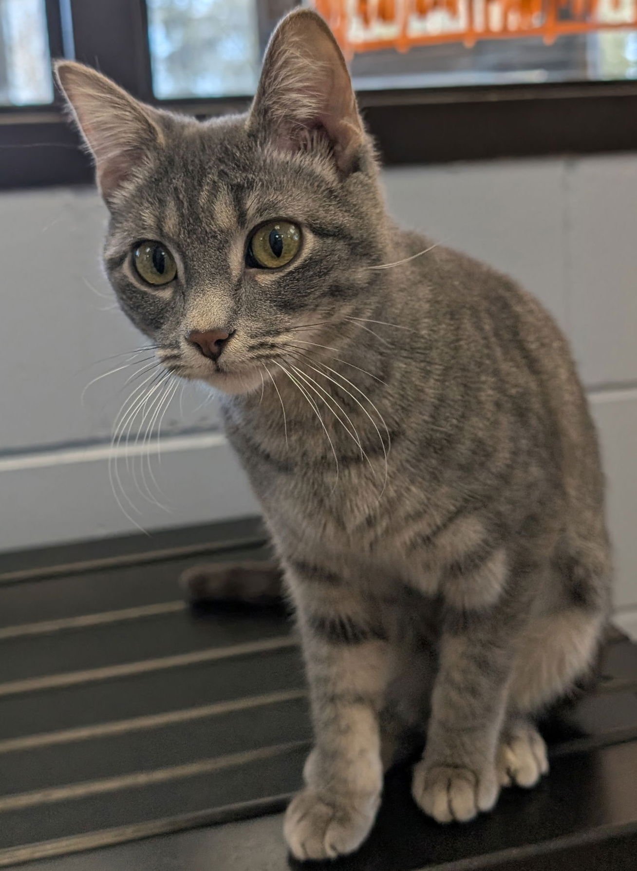 BEBE - Domestic Short Hair available for adoption