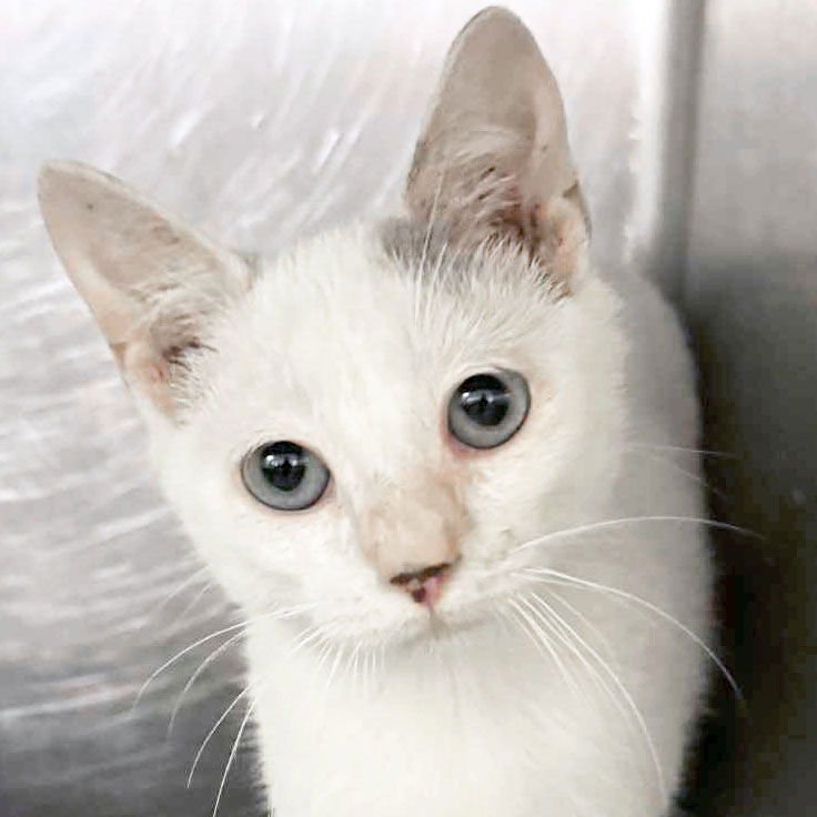 FUELLA - ADOPTION FEE PAID! - Domestic Short Hair available for adoption