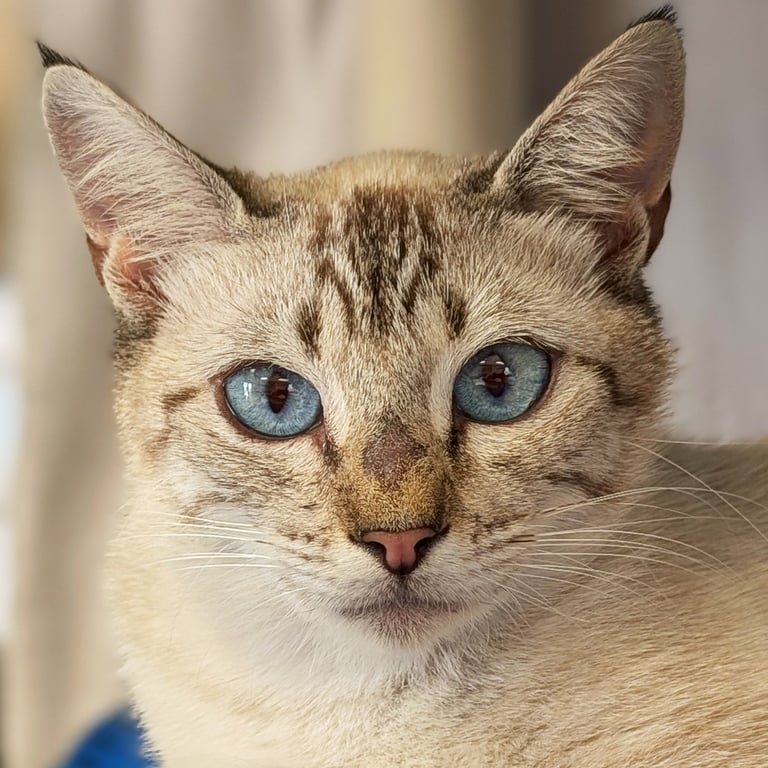 Debra Diva Image