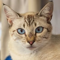 Debra Diva - Photo 1