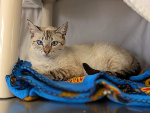 DEBRA DIVA - Domestic Short Hair / Siamese available for adoption