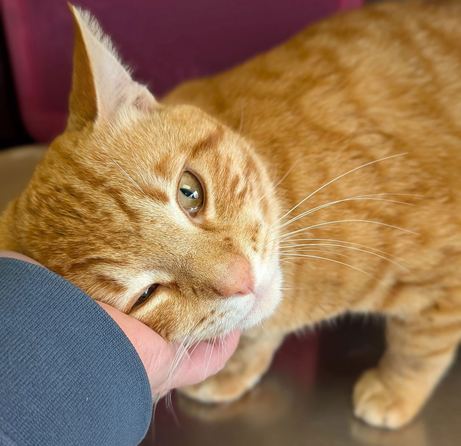 COOP BANDIT - Domestic Short Hair available for adoption