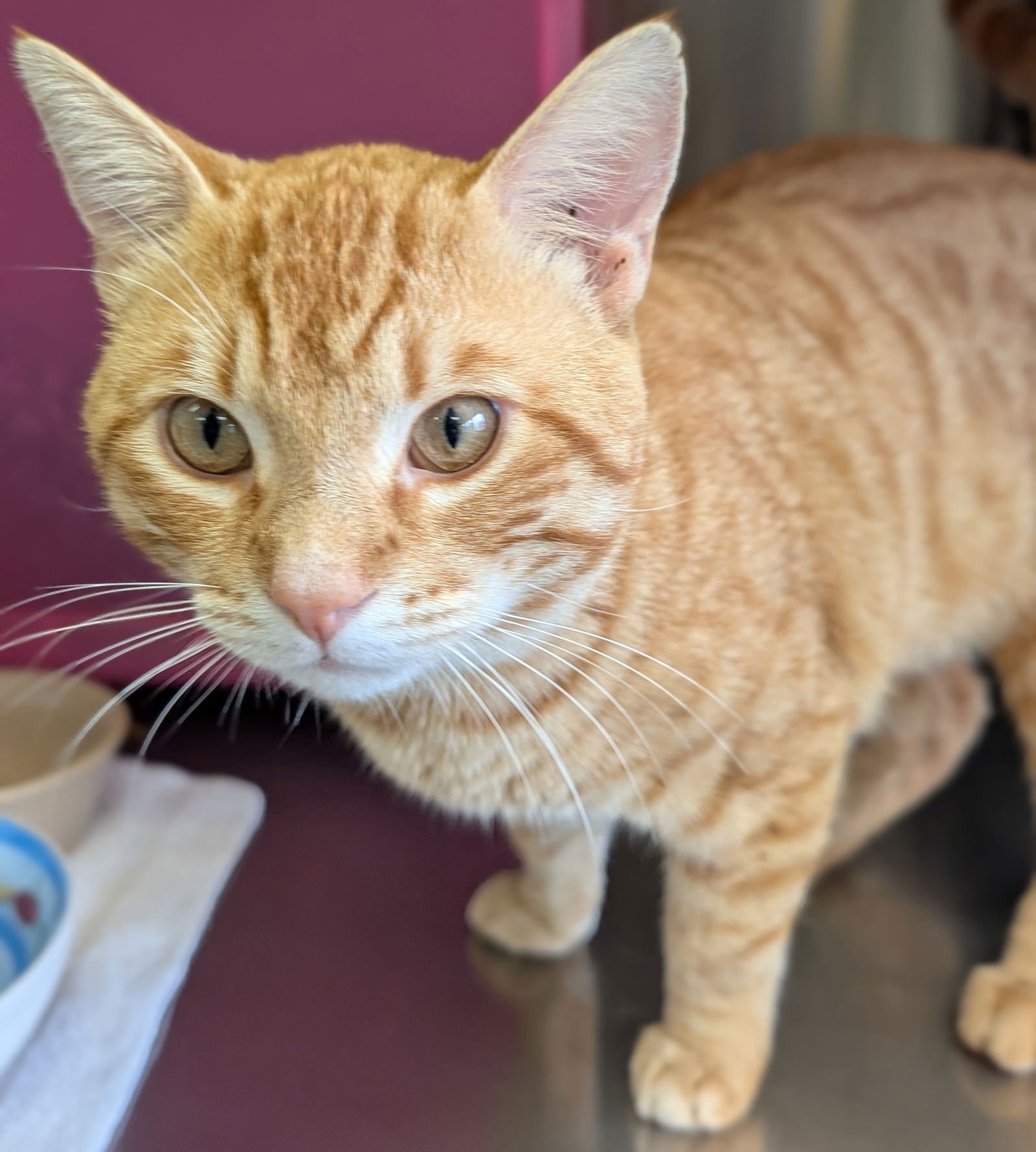 Coop Bandit - Photo 3