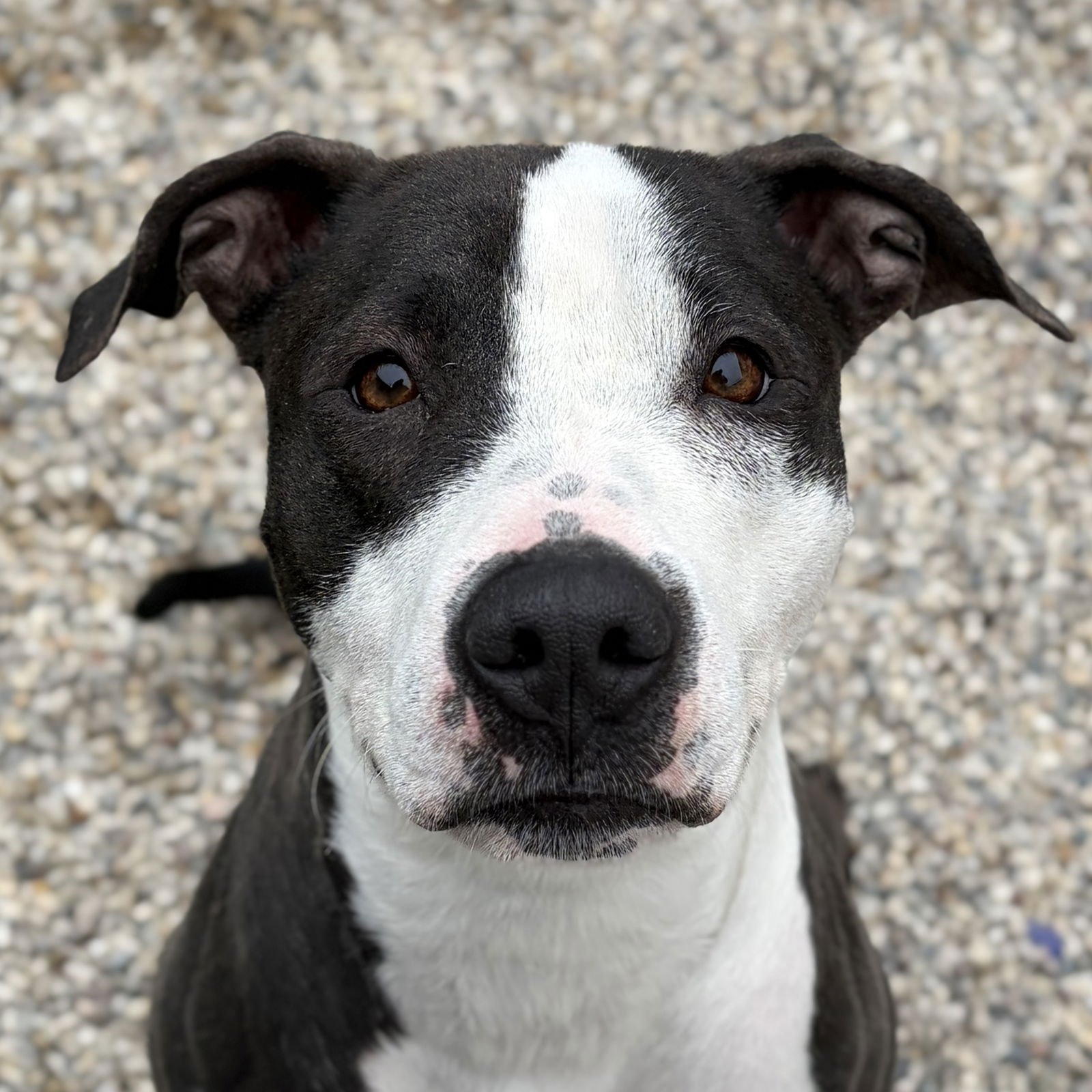 JOSEPHINE - ADOPTION FEE PAID! - Pit Bull Terrier available for adoption