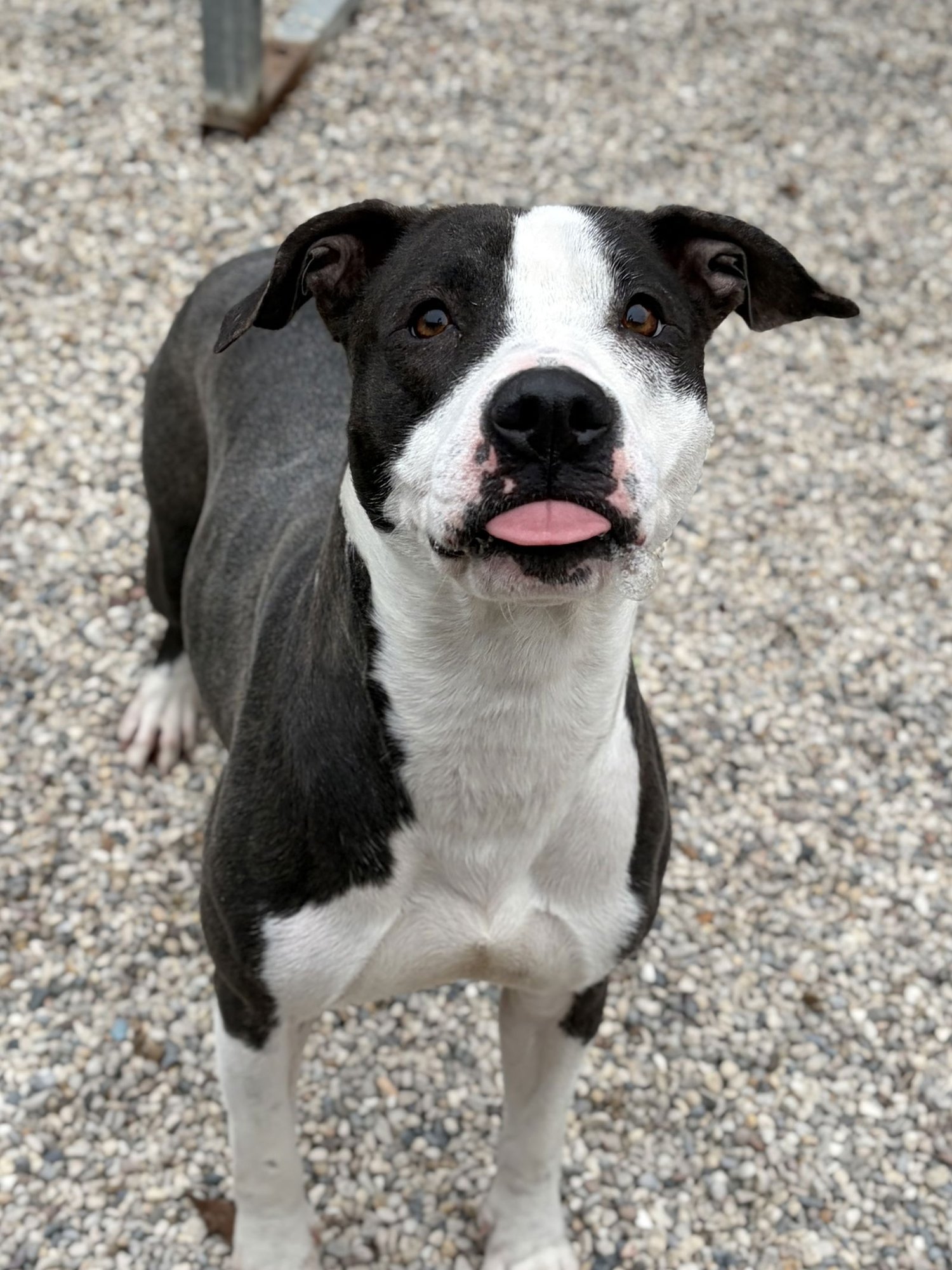 JOSEPHINE - ADOPTION FEE PAID! - Pit Bull Terrier available for adoption