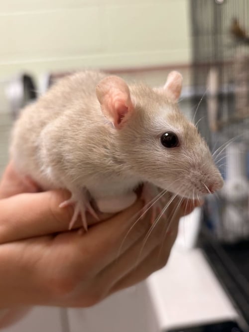 STUART - Rat available for adoption