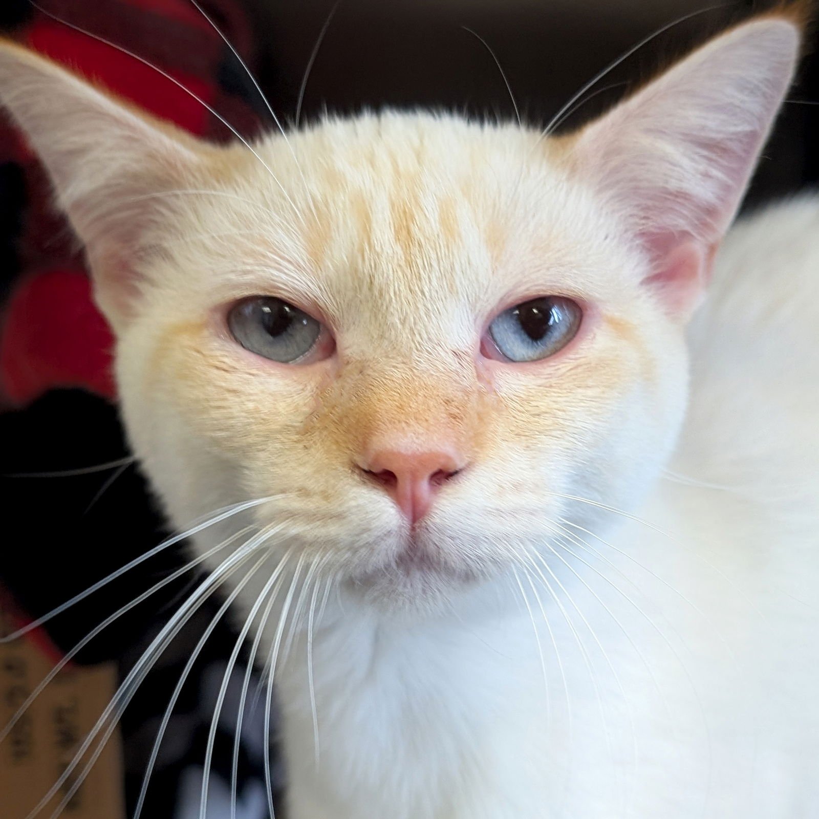 CASPER - Domestic Short Hair / Siamese available for adoption
