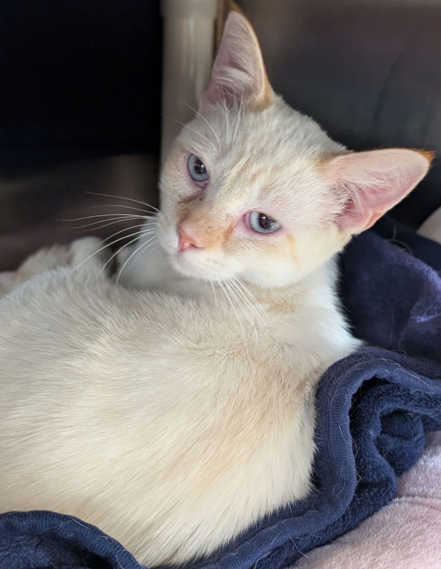 CASPER - Domestic Short Hair / Siamese available for adoption