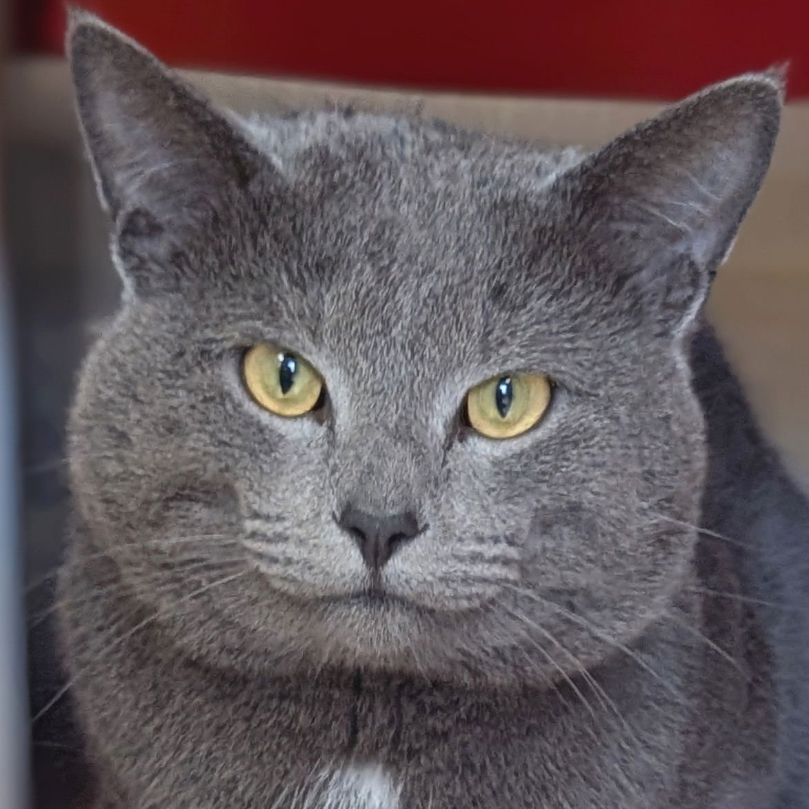 BRAIDEN - Domestic Short Hair available for adoption