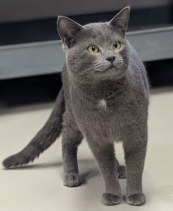 BRAIDEN - Domestic Short Hair available for adoption