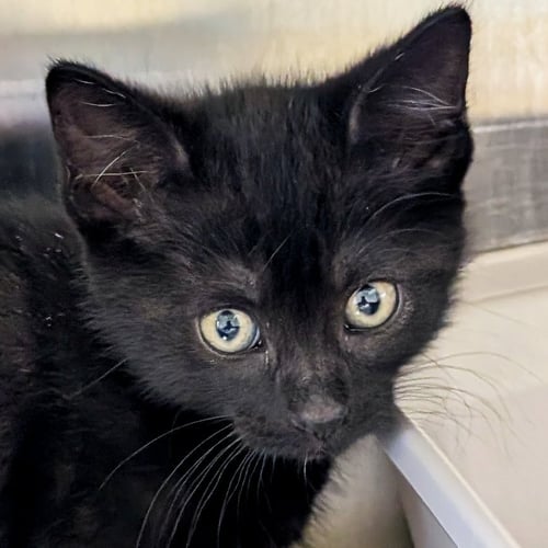 LEIA - Domestic Short Hair available for adoption