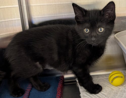 LEIA - Domestic Short Hair available for adoption