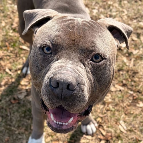 PLUTO - Pit Bull Terrier available for adoption