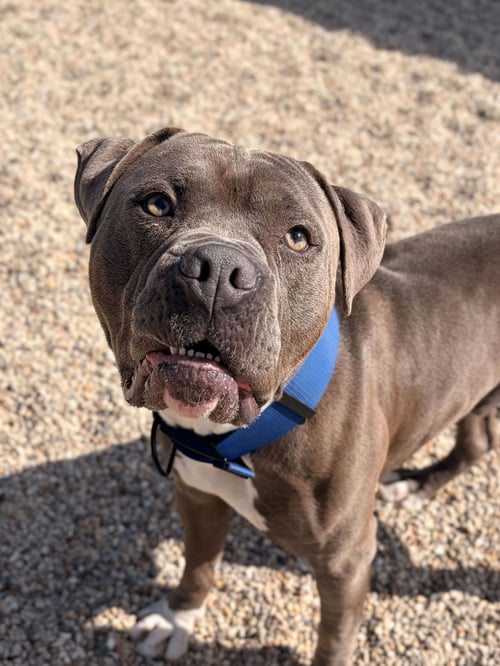 PLUTO - Pit Bull Terrier available for adoption