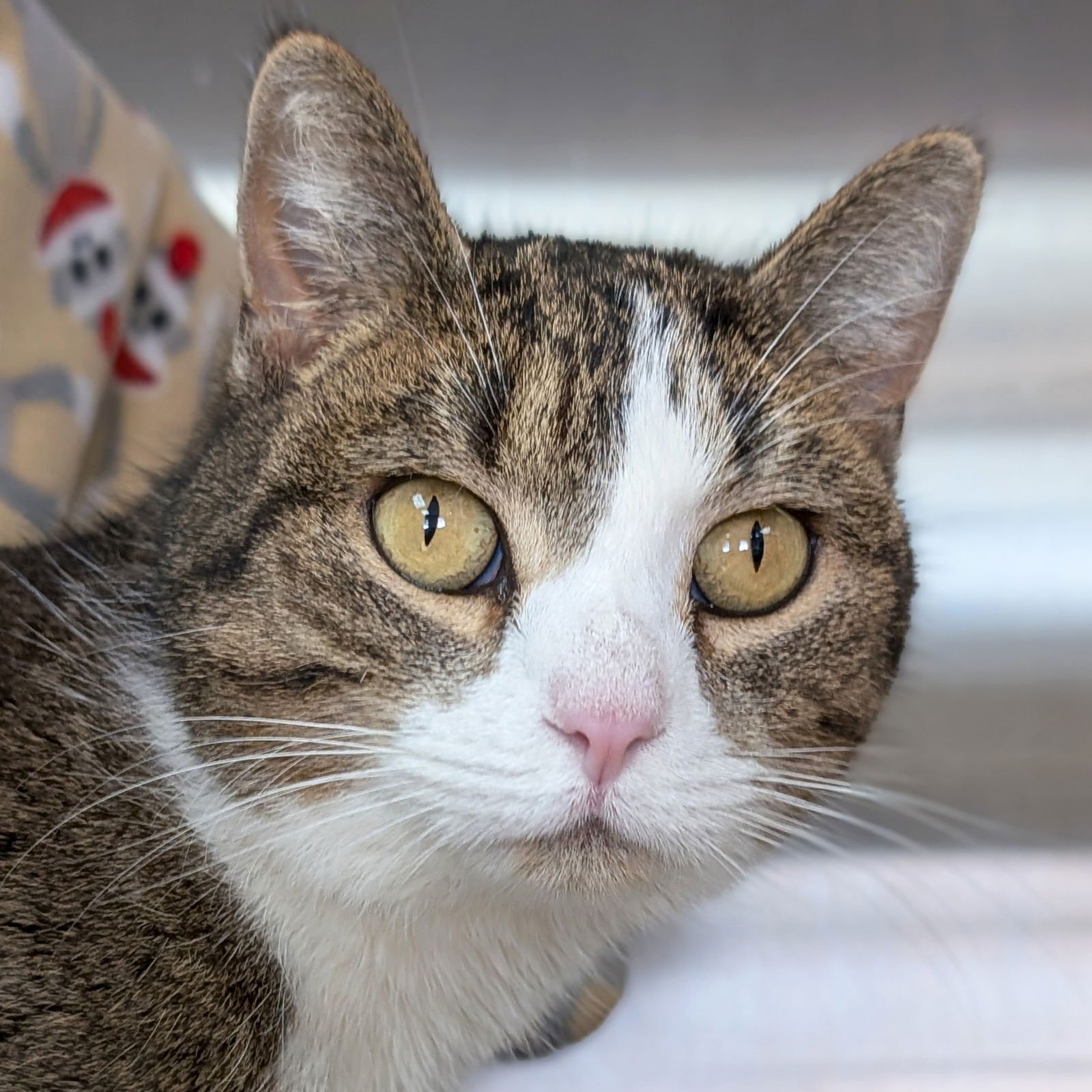 RHUBARB - Domestic Short Hair available for adoption