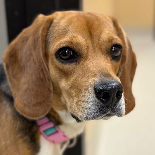 CUPCAKE - Beagle available for adoption