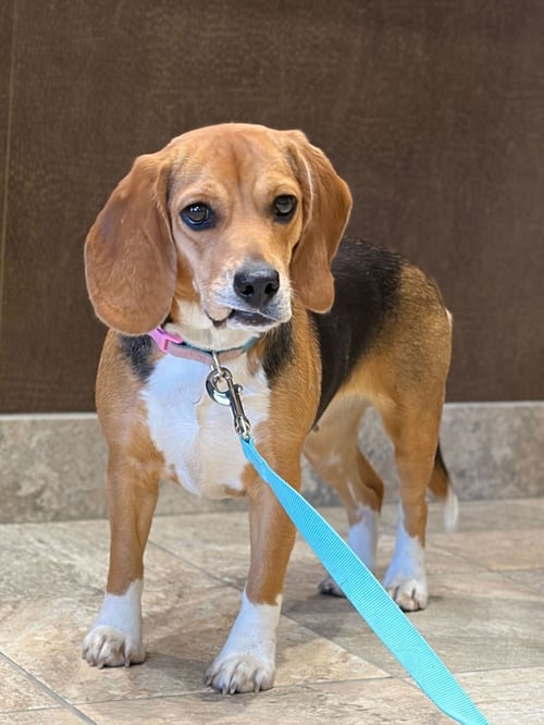CUPCAKE - Beagle available for adoption