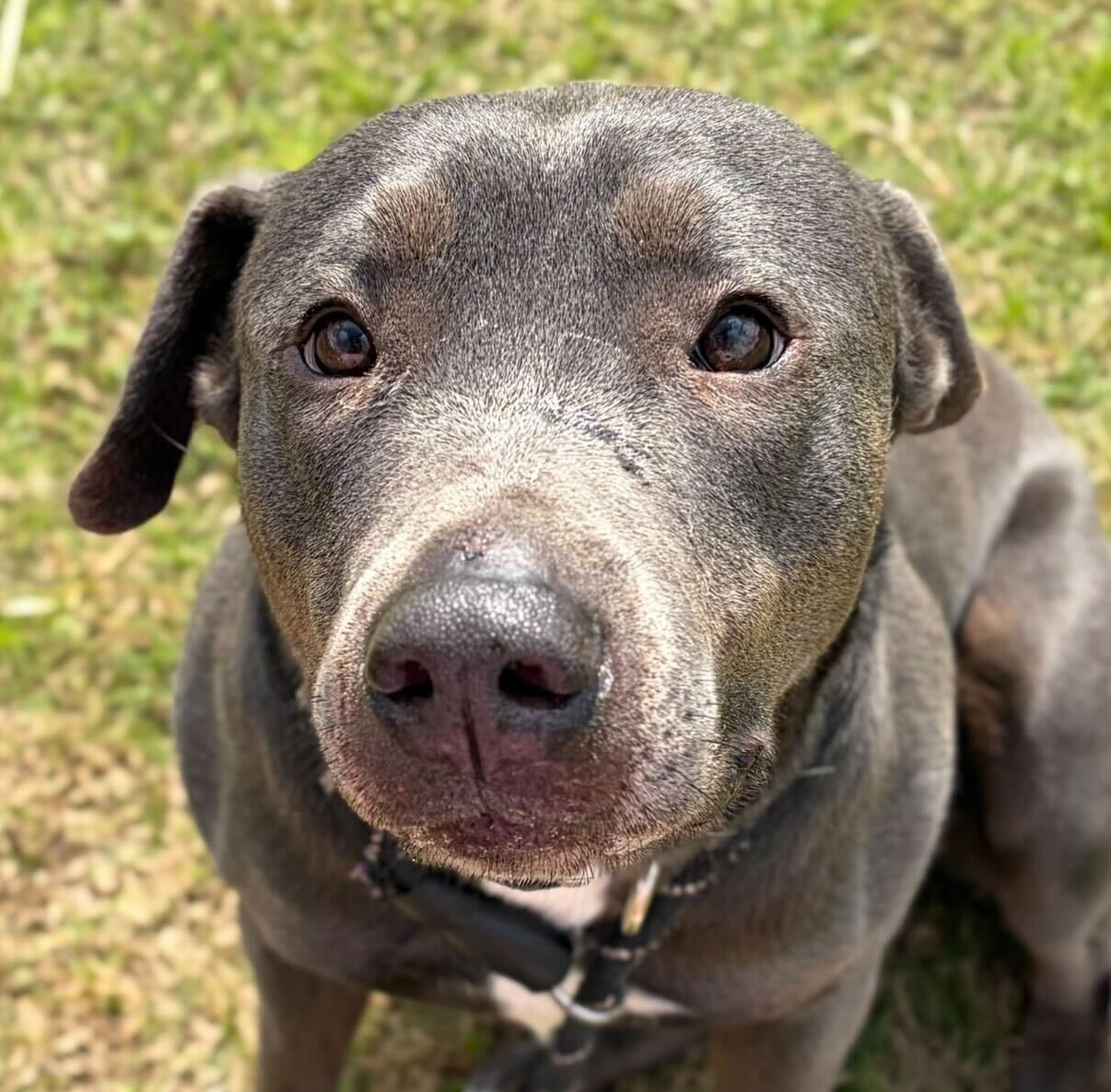 COOKIE CRISP - NAME YOUR OWN ADOPTION FEE! - Labrador Retriever available for adoption