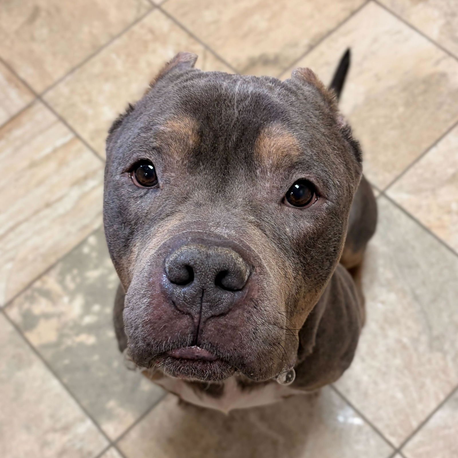 GUNTHER - NAME YOUR OWN ADOPTION FEE! - Terrier available for adoption