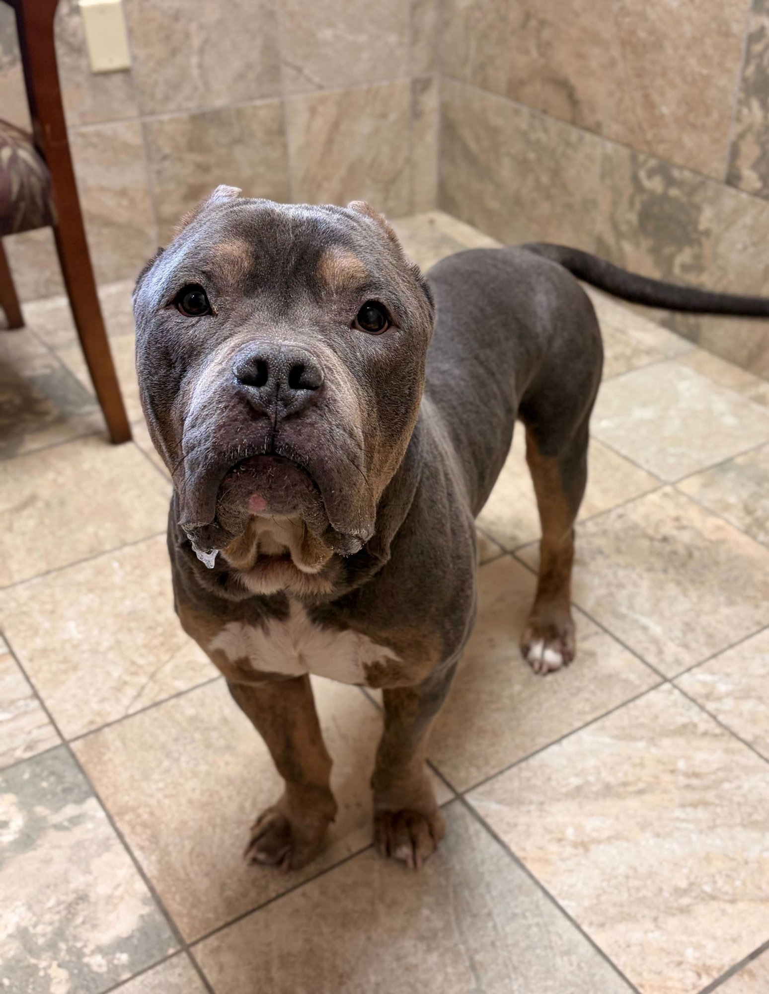 GUNTHER - NAME YOUR OWN ADOPTION FEE! - Terrier available for adoption