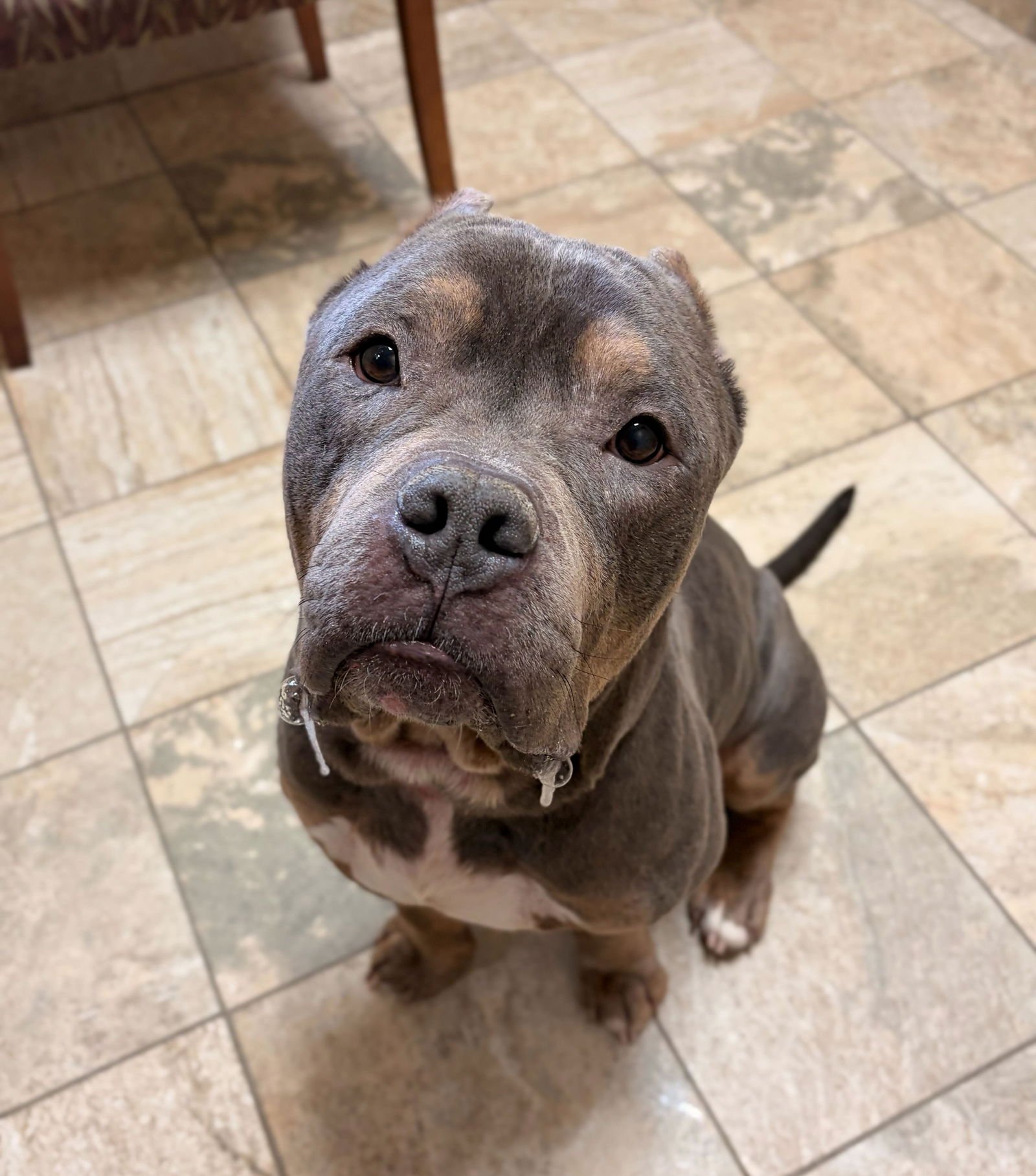 Gunther - Name Your Own Adoption Fee! - Photo 3