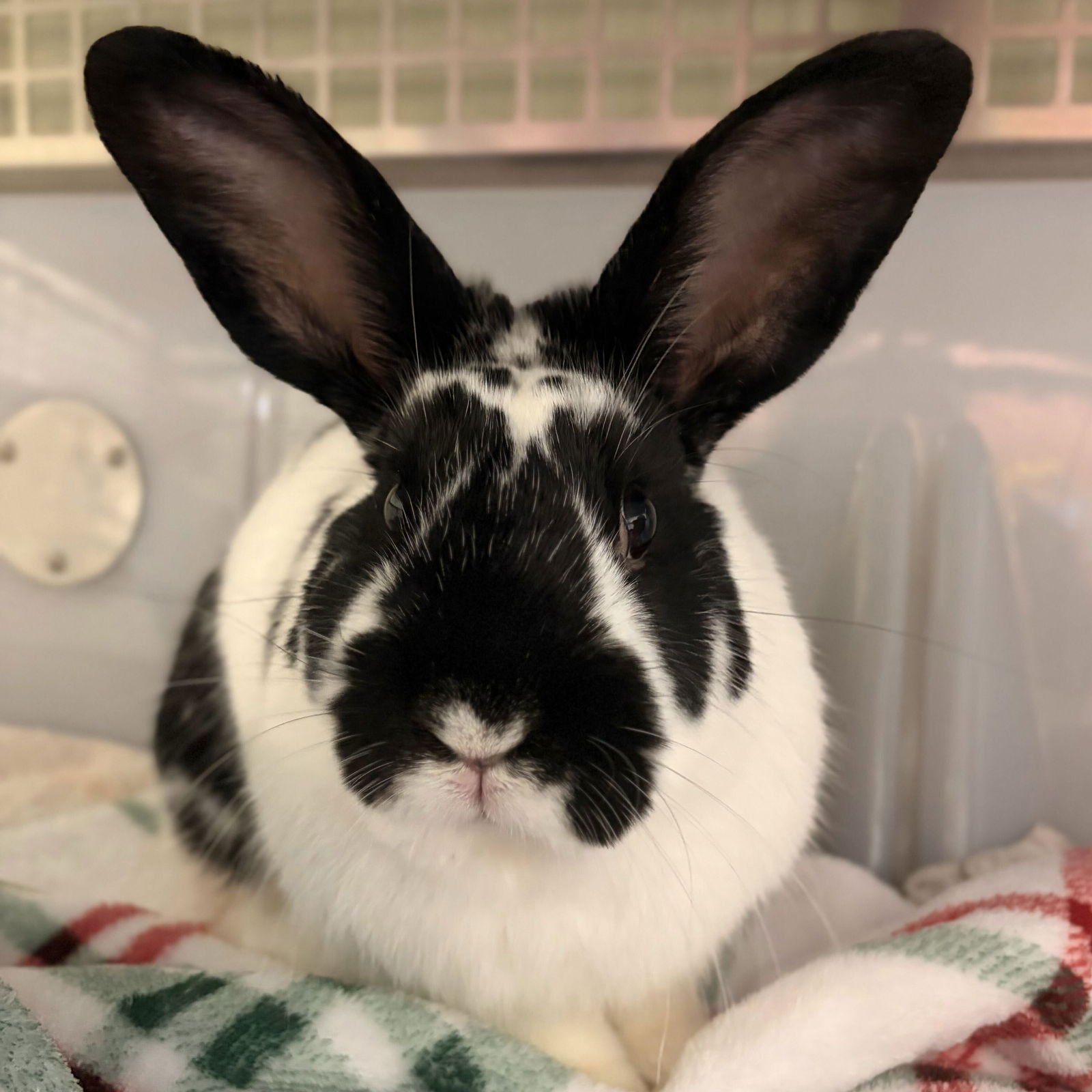 T REX - Rex available for adoption