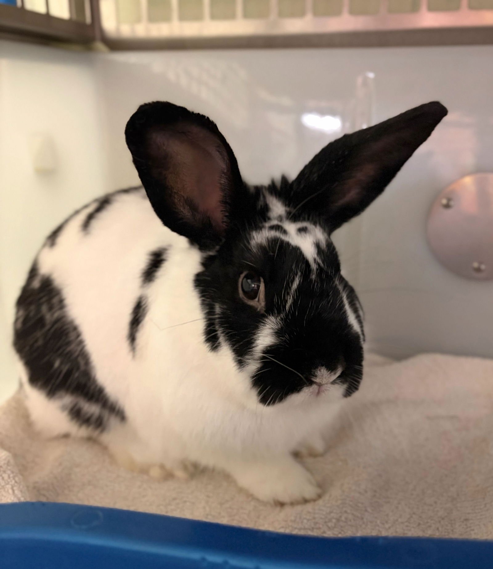 T REX - Rex available for adoption