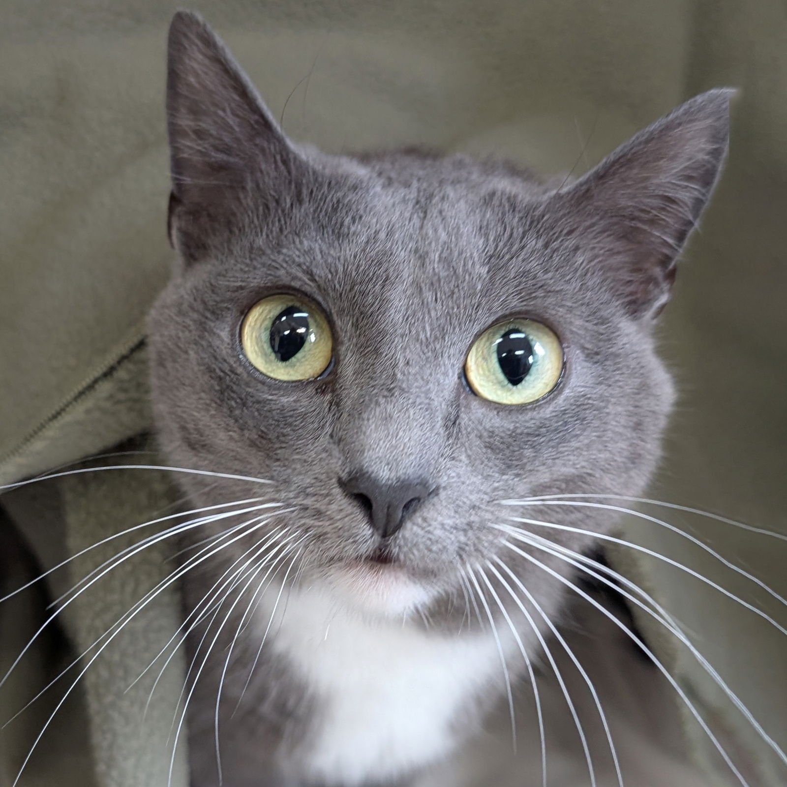 STACY - Domestic Short Hair available for adoption