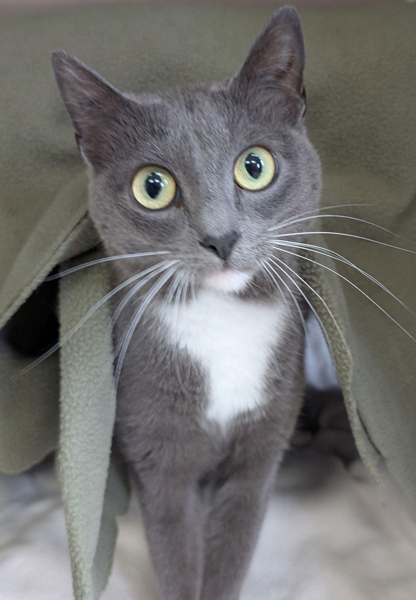 STACY - Domestic Short Hair available for adoption