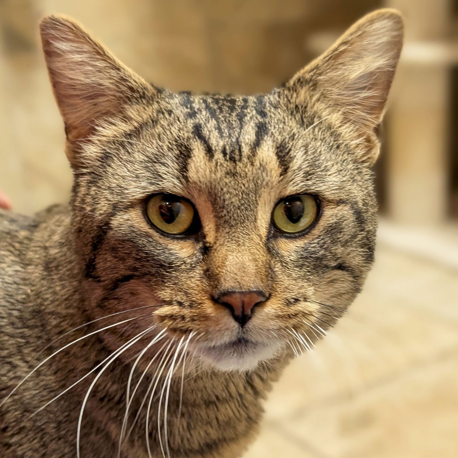 PIERRE - Domestic Short Hair available for adoption