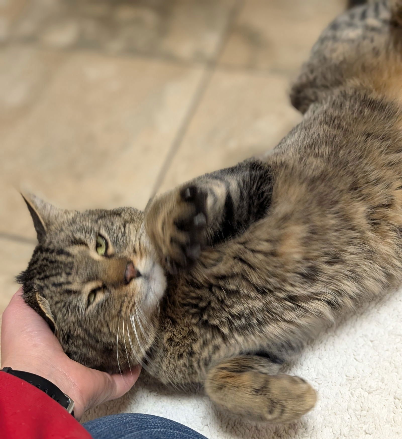 PIERRE - Domestic Short Hair available for adoption