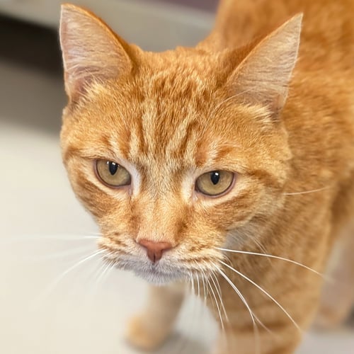 FERDINAND - NAME YOUR OWN ADOPTION FEE!