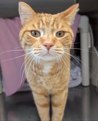 Ferdinand - Name Your Own Adoption Fee! - Photo 2