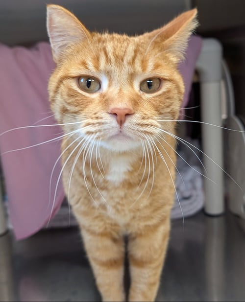 FERDINAND - NAME YOUR OWN ADOPTION FEE! - Domestic Short Hair available for adoption