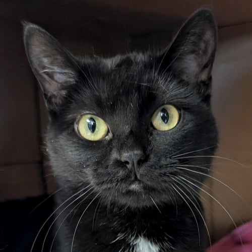 SILVER - Domestic Short Hair available for adoption