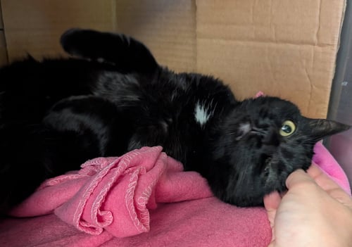 SILVER - Domestic Short Hair available for adoption