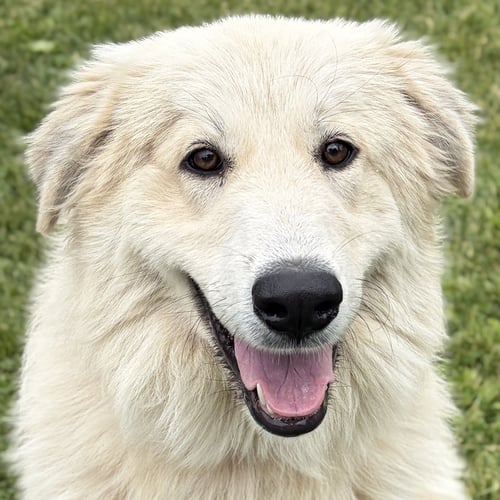 BRANDY - Great Pyrenees available for adoption