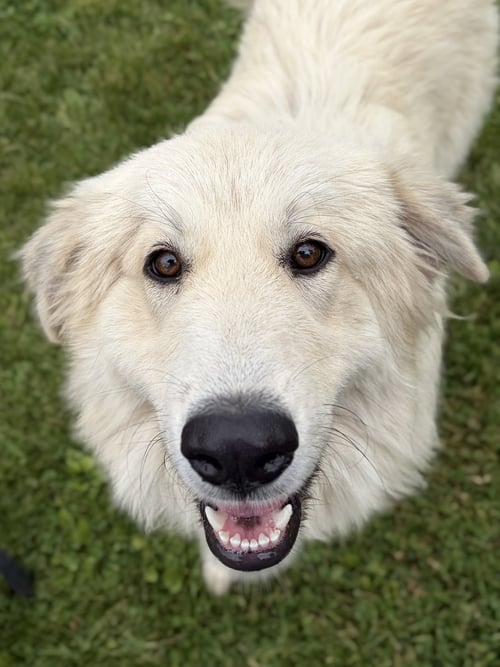 BRANDY - Great Pyrenees available for adoption