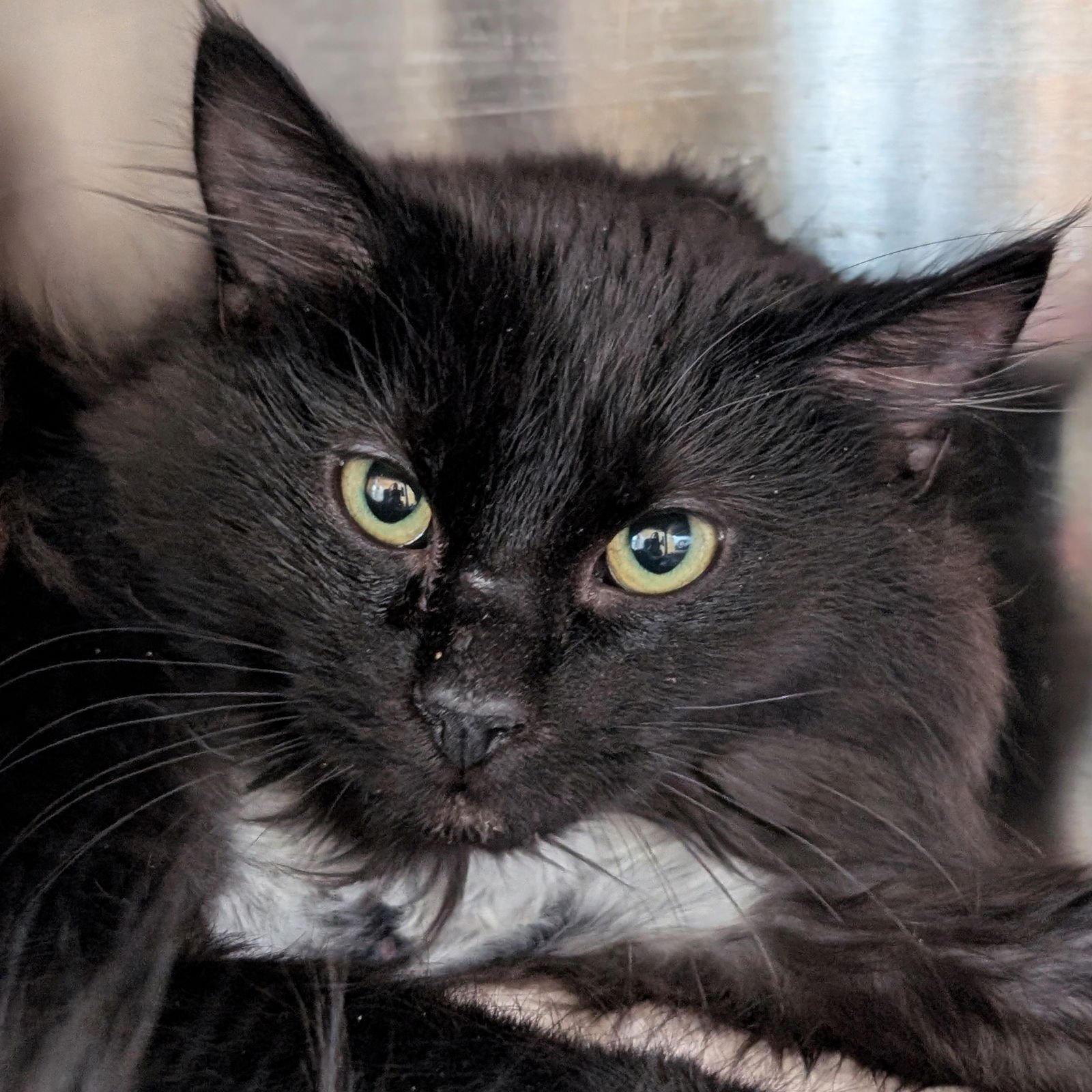 LICORICE - Domestic Medium Hair available for adoption