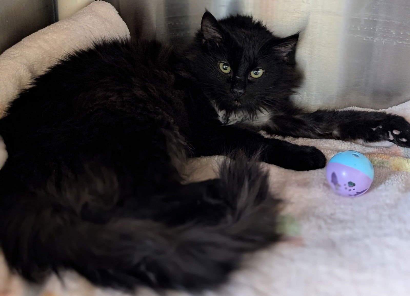 LICORICE - Domestic Medium Hair available for adoption