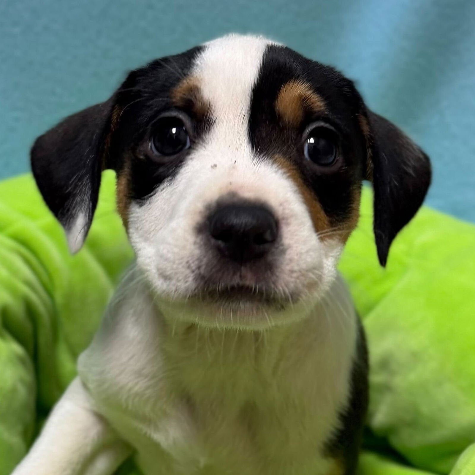 CHLOE - IN FOSTER! - Terrier available for adoption