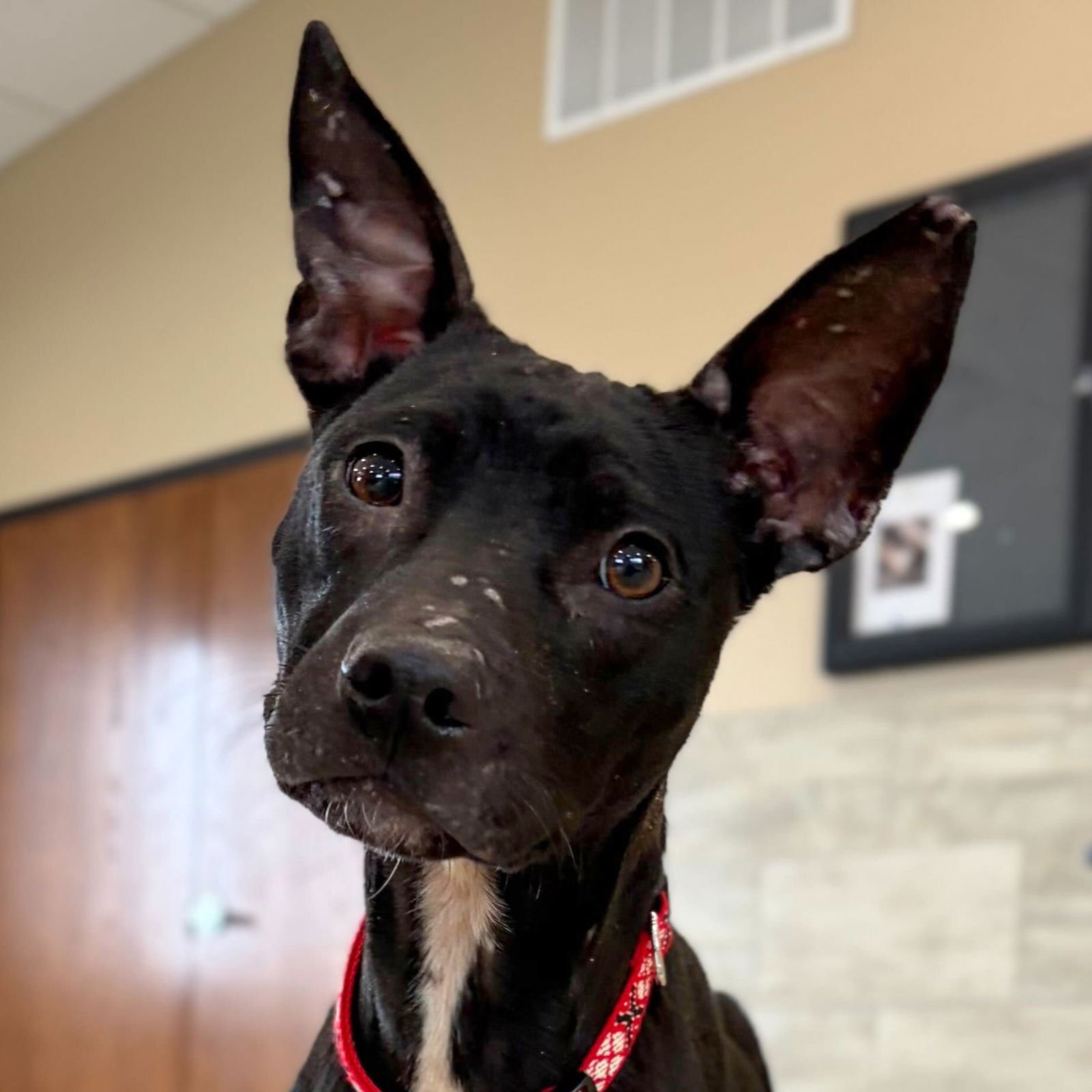 KIRBY - NAME YOUR OWN ADOPTION FEE! - Terrier available for adoption